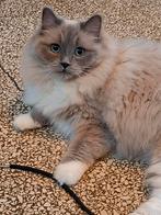 Prachtige ragdoll fok poes / kitten met stamboom, Dieren en Toebehoren, Katten en Kittens | Raskatten | Langhaar, Poes, Gechipt