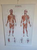 Poster - De Spieren - The Human Muscles, Antiek en Kunst, Antiek | Schoolplaten, Ophalen of Verzenden, Natuur en Biologie