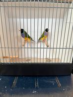Koppel Gouldamadines, Meerdere dieren, Tropenvogel, Geringd