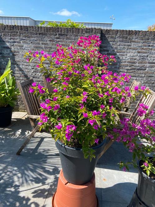 Werkelijk schitterende bougainvillea op stam in een luxe pot, Tuin en Terras, Planten | Tuinplanten, Vaste plant, Overige soorten