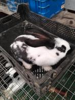 konijnen, Dieren en Toebehoren, Konijnen, Meerdere dieren