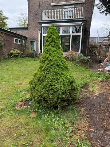 2x Grote Picea glauca ‘Conica’ (dwergspar) – ~ 2 meter hoog beschikbaar voor biedingen