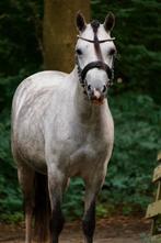 3 jarige chique A pony welsh, Merrie, Recreatiepony, 3 tot 6 jaar