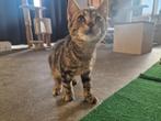 kitten, Dieren en Toebehoren, Katten en Kittens | Overige Katten, Poes, Kortharig, 0 tot 2 jaar