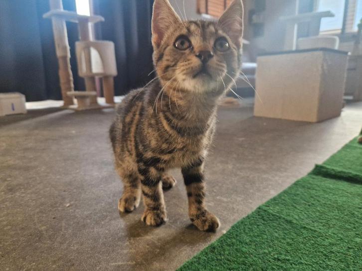 kitten, Dieren en Toebehoren, Katten en Kittens | Overige Katten, Kortharig, Poes, 0 tot 2 jaar