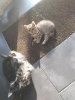 Kittens 10 week oud, Poes