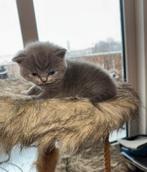5 Britse Korthaar kittens  Blue & Lilac met stamboom, Dieren en Toebehoren, Poes, Met stamboom, 0 tot 2 jaar