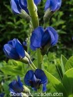 Zaden Baptisia australis, Verzenden, Volle zon
