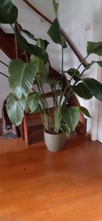 Plant, Huis en Inrichting, Kamerplanten, Overige soorten, 100 tot 150 cm, Halfschaduw, Ophalen