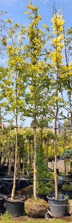 Carpinus betulus, Bladverliezende groene beuk, haagbeuk, Tuin en Terras, Planten | Bomen, Halfschaduw, Ophalen of Verzenden, 250 tot 400 cm