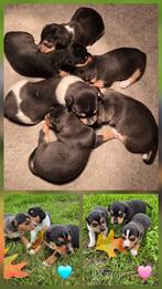 Prachtige driekleurige boerenfox pups!, Dieren en Toebehoren, Overige rassen, 8 tot 15 weken, Meerdere, Meerdere dieren