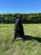 Ter dekking aangeboden Bouvier Reu, Dieren en Toebehoren, Honden | Dekreuen, Reu, Eén hond, 3 tot 5 jaar, Nederland