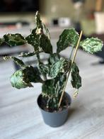 Opuntia ‘Jamaica Ghost’, Ophalen of Verzenden, In pot, Minder dan 100 cm, Bloeiende kamerplant