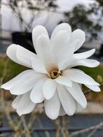 Magnolia diverse soorten, Tuin en Terras, Planten | Tuinplanten, Ophalen, Overige soorten, Volle zon