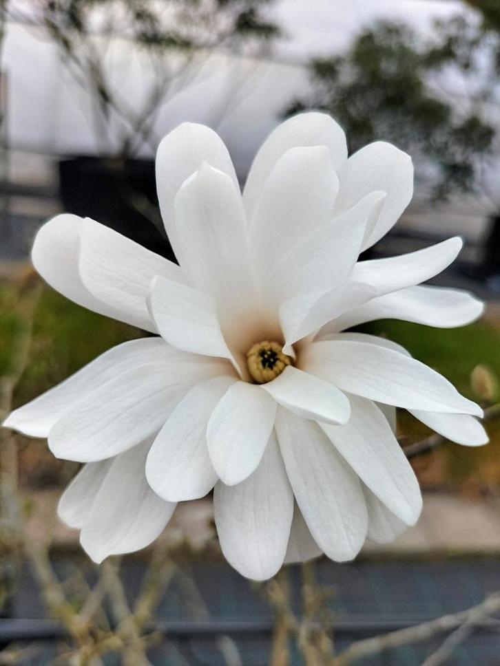 Magnolia diverse soorten, Tuin en Terras, Planten | Tuinplanten, Overige soorten, Volle zon, Ophalen