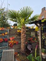 Mooie Palmboom voor uw tuin!, Tuin en Terras, Bloeit niet, 100 tot 250 cm, Palmboom, Ophalen