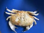 Reclame decoratie krab, Ophalen of Verzenden