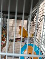 Te koop rijbare volière met kakarikies, Dieren en Toebehoren, Vogels | Kanaries, Meerdere dieren