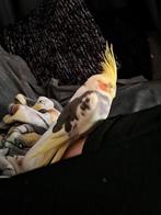 Nog steeds vermist!! Hoge beloning!!, Dieren en Toebehoren, Vogels | Parkieten en Papegaaien, Mannelijk, Papegaai