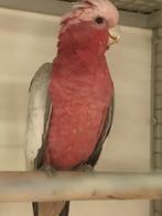 Rose kakatoe, Mannelijk, Papegaai, Geringd