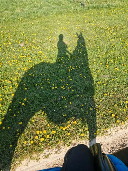Bijrijder(ster) gezocht, Dieren en Toebehoren, Stalling en Weidegang