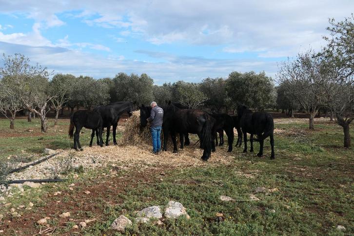 Groot aanbod van goedgekeurde Murgese paarden, Dieren en Toebehoren, Paarden, Meerdere dieren, Niet van toepassing, 3 tot 6 jaar