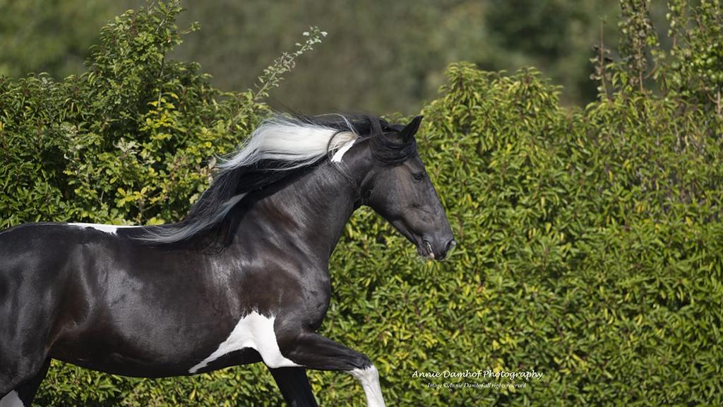 Mooi hooi gezocht, Dieren en Toebehoren, Dierenvoeding, Ophalen of Verzenden