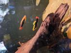Hawaii platy, Xiphophorus maculatus, kweek groep., Dieren en Toebehoren, Vissen | Aquariumvissen, Vis, Zoetwatervis
