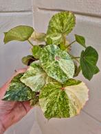 Begonia Rouge Variegata p12 (7), Ophalen of Verzenden, Halfschaduw, Minder dan 100 cm
