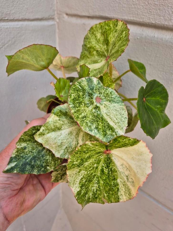 Begonia Rouge Variegata p12 (7), Huis en Inrichting, Kamerplanten, Minder dan 100 cm, Halfschaduw, Ophalen of Verzenden