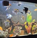 Maanvissen, Dieren en Toebehoren, Ophalen