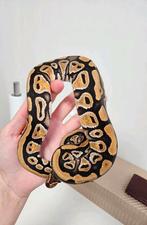Cypress Yellowbelly 50%Clown Python Regius, Dieren en Toebehoren, Slang, 0 tot 2 jaar