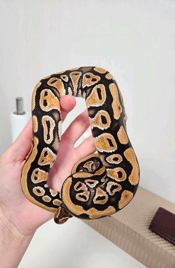Cypress Yellowbelly 50%Clown Python Regius beschikbaar voor biedingen