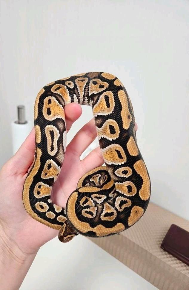 Cypress Yellowbelly 50%Clown Python Regius, Dieren en Toebehoren, Reptielen en Amfibieën, Slang, 0 tot 2 jaar