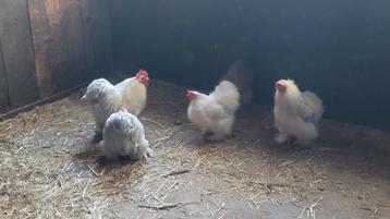 Haantjes Cochin zijdeveer en gladde veer beschikbaar voor biedingen