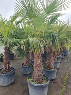 Palmbomen – Stamhoogte 80 cm, 100 tot 250 cm, Zomer, Palmboom, Ophalen