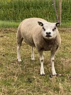 Texelaar ram, Dieren en Toebehoren, Mannelijk, Schaap, 0 tot 2 jaar