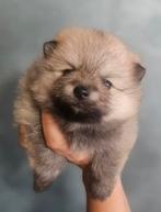Toy Pomeranian pup – crème/beige — Pomeriaan, Dieren en Toebehoren, Particulier, Reu, 8 tot 15 weken, Buitenland