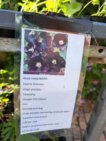 Vandaag de hele dag vaste plantjes verkoop in Gieten  beschikbaar voor biedingen