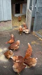 Kippen, Vrouwelijk, Kip