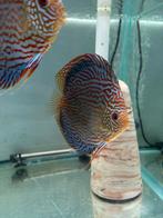 Galaxy koppel discussen, Dieren en Toebehoren, Vissen | Aquariumvissen, Vis