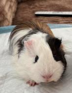 Cavia beertje, Dieren en Toebehoren, Knaagdieren, Mannelijk, Cavia, Na 1 juli 2024, Tam