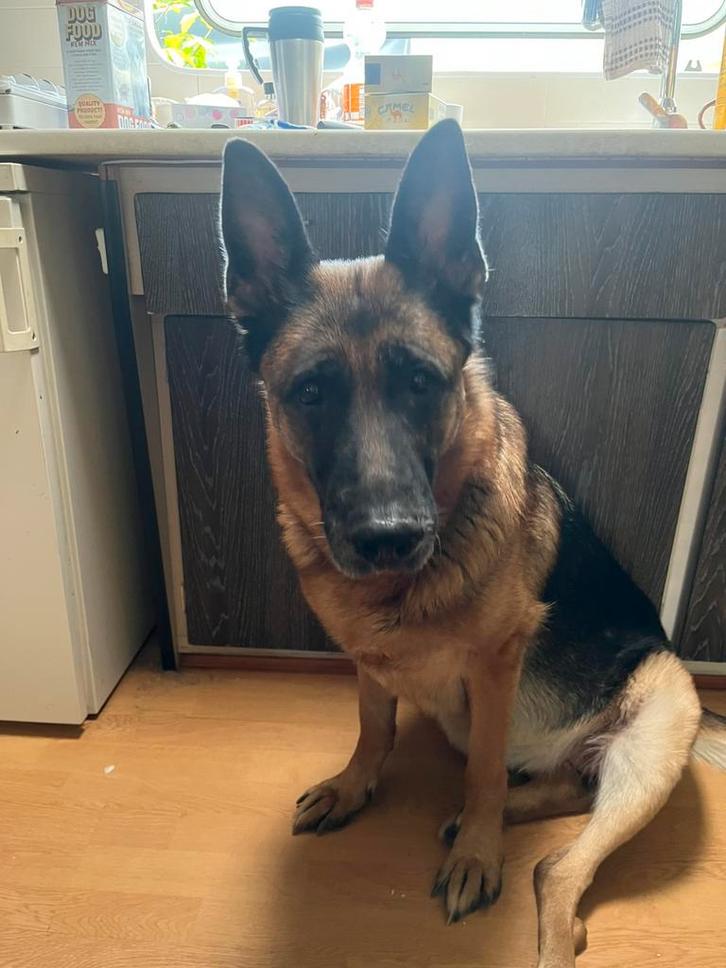 Gezocht goed tehuis voor dit hondje, Dieren en Toebehoren, Honden | Herdershonden en Veedrijvers, Teef, Herder, Particulier, Eén hond