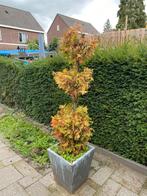 Conifeer in pot - Sierlijk gesnoeid, Tuin en Terras, Overige soorten, Volle zon, Vaste plant, Ophalen of Verzenden