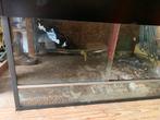 Te koop: terrarium, Dieren en Toebehoren, Reptielen en Amfibieën | Toebehoren, Ophalen, Gebruikt, Terrarium of Paludarium
