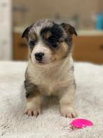 Te koop erg mooie Welsh Corgi pups, Dieren en Toebehoren, Parvo, Nederland, 8 tot 15 weken, Meerdere