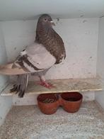 Isabel, Dieren en Toebehoren, Vogels | Duiven, Mannelijk, Kropper
