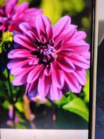 Dahlia Le Baron, Tuin en Terras, Planten | Tuinplanten, Ophalen, Zomer, Overige soorten, Volle zon