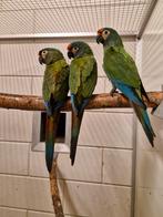 Ara maracana 2025  1-2 verwant, Dieren en Toebehoren, Vogels | Parkieten en Papegaaien, Meerdere dieren, Papegaai, Tam