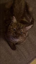 Liefste choco smoke poesje  britse kh kitten, Dieren en Toebehoren, Katten en Kittens | Raskatten | Korthaar, Poes, Ontwormd
